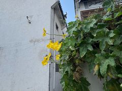-黟县屏山村
