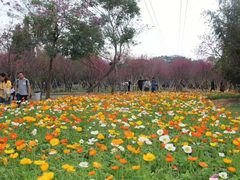 -天适樱花悠乐园