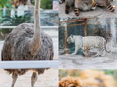 -灵玲国际马戏城