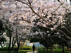 -高东镇樱花园