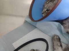-瑞派天宁宠物医院·猫科·异宠中心