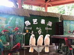 -西双版纳原始森林公园