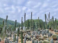 -深圳仙湖植物园