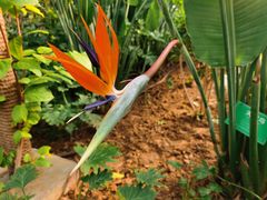 -南宫五洲植物乐园