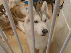 -Let's go狗咖·猫咖·奶狗·桌游(春熙路IFS店)