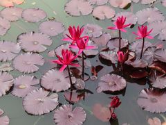 -国家植物园南园