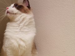 -喵喵咪呀布偶猫咖(春熙路店)