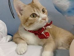 -瑞鹏宠物医院·骨科·猫科·内科(第一中心)
