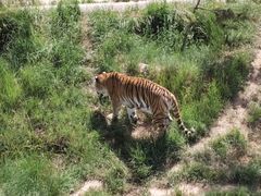 -青藏高原野生动物园
