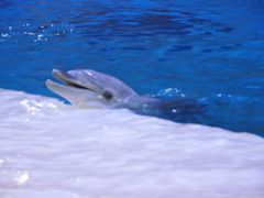 -广东省拱北口岸中国旅行社(华宾营业部)