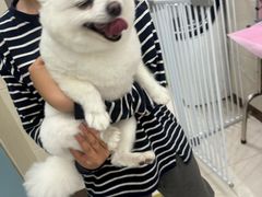 -北京观赏动物医院·24小时大型综合·猫专科·异宠专科