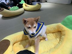 -逗柴咖啡屋·狗咖猫咖宠物桌游