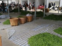 -祁门牯牛降观音堂风景区