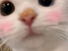 -玫瑰小镇