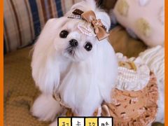-萌宠之家·腊肠犬·马尔泰·小体犬舍
