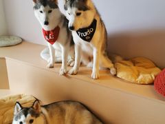 -Husky Go! 哈士奇体验馆·宠物咖啡厅狗咖