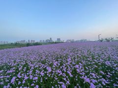 -洋湖国家湿地公园