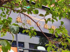 -衣川小森林·料理·寿司(鸿铭中心店)