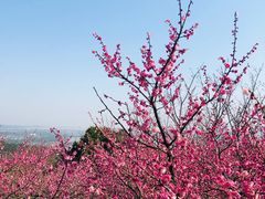 -香雪海