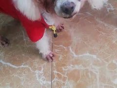 -A猫a狗全科·犬猫异宠·芥西宠物医院(南开总院)