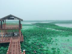 -白洋淀景区