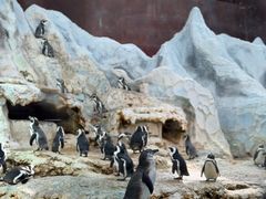 -帝企鹅自助餐厅•儿童岛•真企鹅(长隆企鹅酒店)