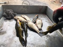 -金台阶鱼馆(于桥水库店)