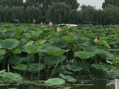 -白洋淀景区