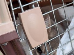 -北京观赏动物医院·24小时大型综合·猫专科·异宠专科