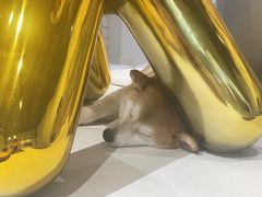 -柴务处·柴犬主题狗咖