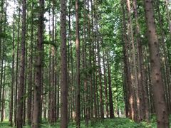 -黄海国家森林公园