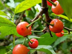 -樱桃山旅游景区