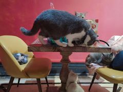-猫色咖啡·猫咖