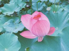 -苏州香山国际大酒店