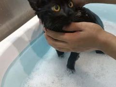 -PETKIT小佩宠物·低压洗护(国顺东路店)