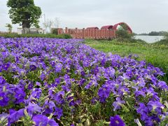 -芒洲湿地公园