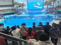 -海合安成都极地海洋公园