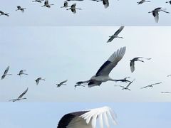 -盐城丹顶鹤湿地生态旅游区