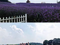 -大塘金香草谷