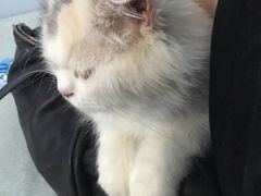 -喵的天空名猫咖啡馆·撸猫·猫舍·用品