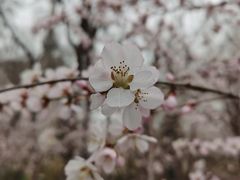 -桃花堤公园