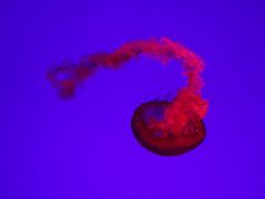 -瑞普利水族馆