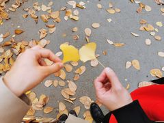 -三里屯东五街银杏大道