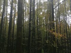 -山王坪喀斯特国家生态公园