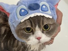 -momokira米努特·德文卷毛猫·棉花面纱犬