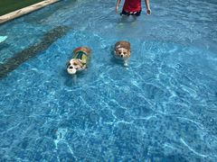 -汪说喵讲宠物乐园宠物酒店(红星美凯龙店)