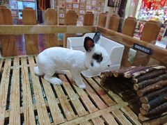 -宠物兔专门店(天丰利市场店)