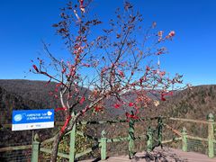 -凤凰山国家森林公园