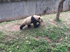 -中国大熊猫保护研究中心雅安碧峰峡基地