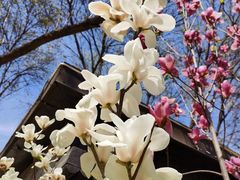 -南宫五洲植物乐园